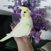 عروس هلندی ماده زعفرانی|پرنده|اصفهان, ارغوانیه|دیوار