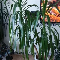 گل طبیعی|گل و گیاه طبیعی|جوانرود, |دیوار