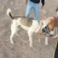 سگ نردوسال پرزور نترس گله ای دهن پاک توهمه چی|سگ|مشهد, پروین اعتصامی|دیوار