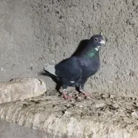 سیا پلنگ|پرنده|راور, |دیوار