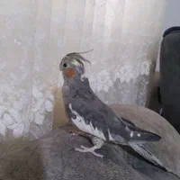 عروس هلندی|پرنده|کلارآباد, |دیوار