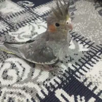 3 عدد جوجه عروس هلندی دستی|پرنده|مشهد, گلشور|دیوار