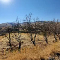 زمین کشاورزی|فروش دفتر صنعتی، کشاورزی، تجاری|کامیاران, |دیوار