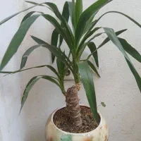 سه عددگل یوگا