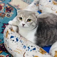 گربه|گربه|بندر کنگان, |دیوار