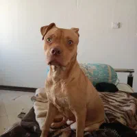 پیتبول ماده ۹ماهه