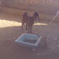 فروش بزغاله چاق میش داشتی