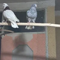 شاهطوطی.گرینچیک.کبوتر.کفتر|پرنده|همدان, |دیوار