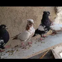کبوتر سینه سیاه سرخ زرد پاک، معاوضه عروس هلندی
