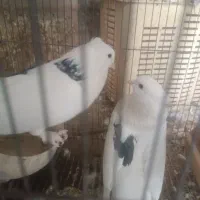 کفترجفت نروماده