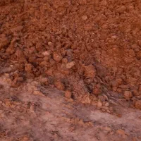 کودگاوی خشک