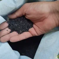 منداب