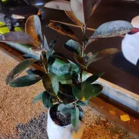 فیکوس در همه مدل در گلرویا|گل و گیاه طبیعی|قم, پردیسان|دیوار