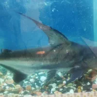 ماهی اکواریوم