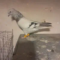 سبز دم سفید|پرنده|شیراز, انجیره|دیوار