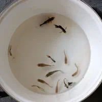 گوپی با دویست تا بچه