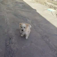 سگ خانگی بازی گوش