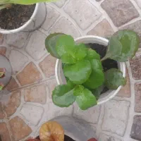 گلهای طبیهی|گل و گیاه طبیعی|مسجد سلیمان, |دیوار