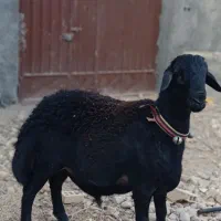 بره قوچ .شیشک .هترو همو .میش