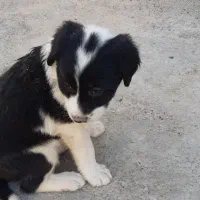 سگ ماده پوز کوتاه فروشی|سگ|آرادان, |دیوار