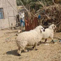 یک قوچ چاق و یک میش دوقلوزا دورگه اوست مالداری