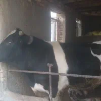 گوساله نر کشتاری