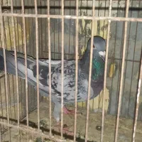 کفتر مسافتی پلاکی|پرنده|کاشان, مزرعه نو|دیوار