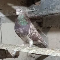 سرور نر|پرنده|اردبیل, |دیوار