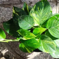 گل لیندا ..یاس هلندی|گل و گیاه طبیعی|ورامین, ورامین|دیوار