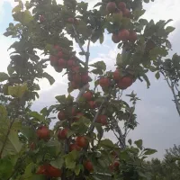 فروش زمین ویلایی|فروش خانه و ویلا|ممقان, |دیوار