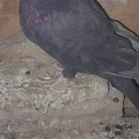 زاغ آبادانی