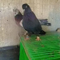 کبوتر پر