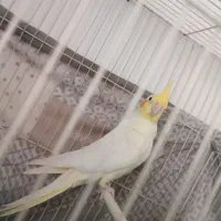 لوتینو ماده