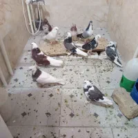 کبوتر عالی