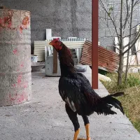 لارری|حیوانات مزرعه|رشت, بیجارپس|دیوار