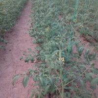 جذب نیرو خانم برای کار در گلخانه