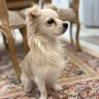 سلام دوستا این سگ گم شده|حیوانات|بندر کنگان, |دیوار