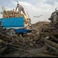 قطع درخت و خرید چوب بصورت نقدی