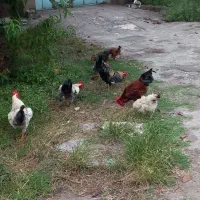 خروس تک خوش رنگ اصیل