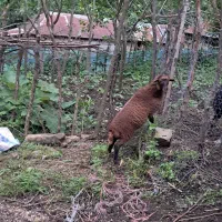 بره گوسفند ۵ ماهه شیرمست درجه یک