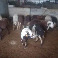 میش داشتی|حیوانات مزرعه|فیروزآباد (لرستان), |دیوار