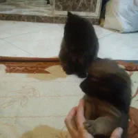 سگ پاکوتا وهاسکی|سگ|مشهد, کشف|دیوار