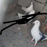 چهار عدد کبوتر خوب