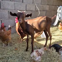 بز و میش|حیوانات مزرعه|بم, |دیوار