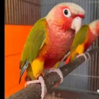 نقره معاوضه با پرنده توضیحات بخونید