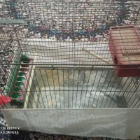 قفس