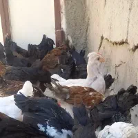 فروش جوجه گلپایگانی و گلین اصل