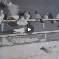 کبوتر حراج|پرنده|کوهدشت, |دیوار