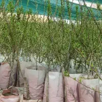 نهالستان گردو.بادام گلدانی.میوه‌پربارپالیزمیاندوآب