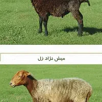 گوسفند خونی